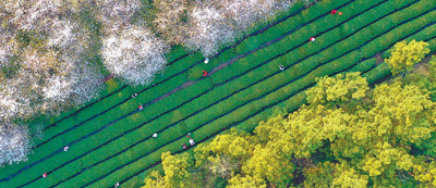 乡村好风景 致富好资源