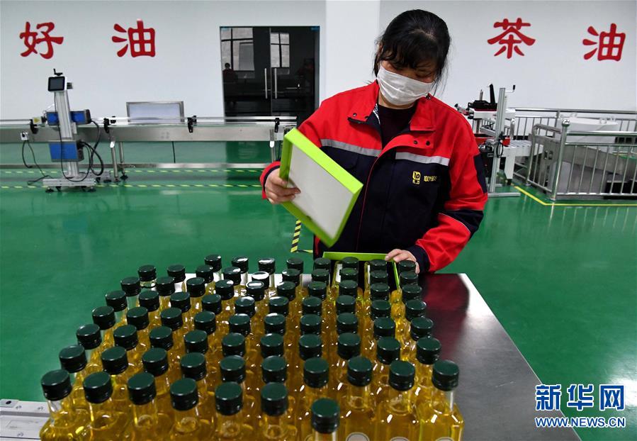 【焦点图-大图】【移动端-轮播图】河南光山：油茶富民