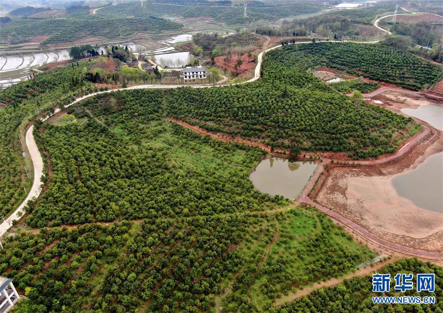 【焦点图-大图】【移动端-轮播图】河南光山：油茶富民