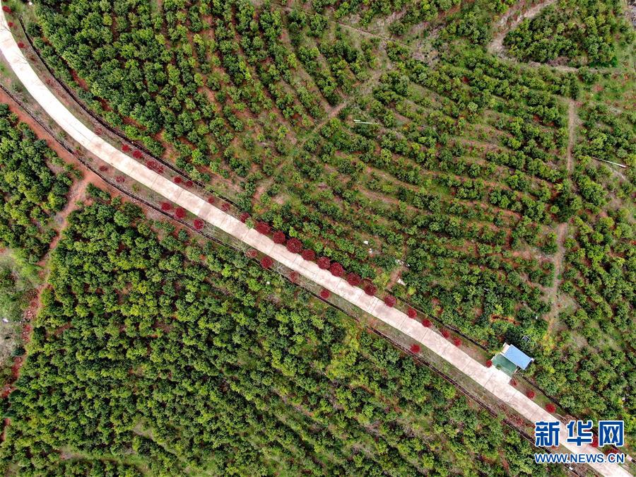 【焦点图-大图】【移动端-轮播图】河南光山：油茶富民