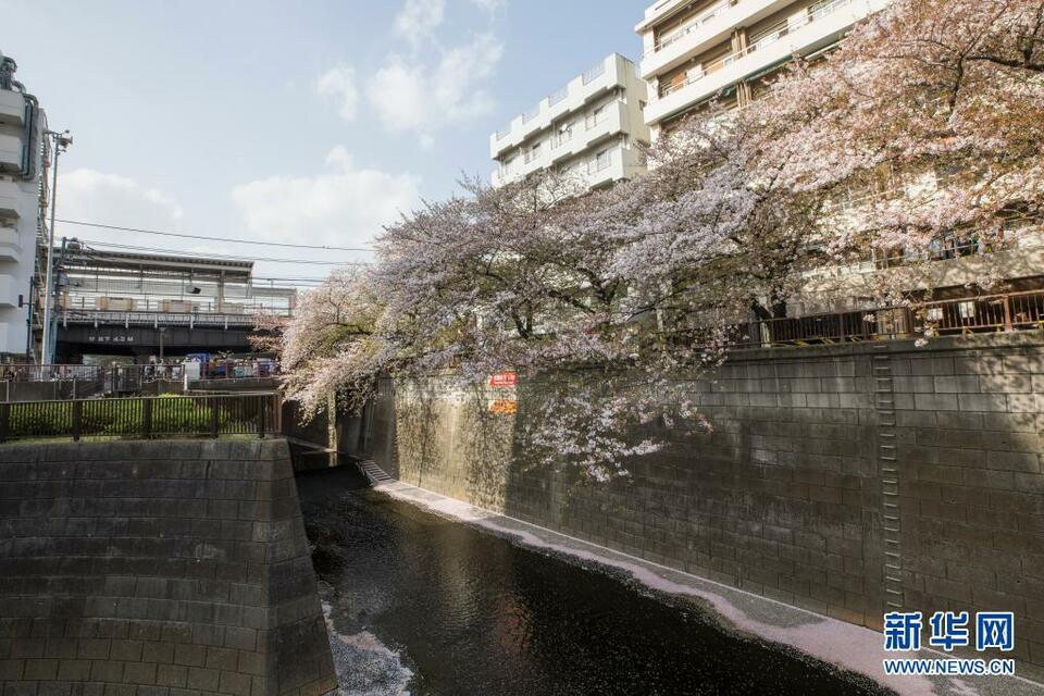 日本东京樱花季接近尾声