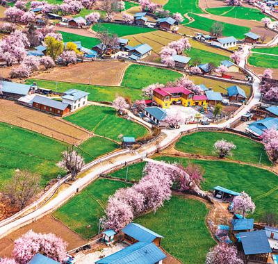桃花盛开 乡村多彩
