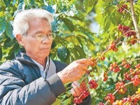远山咖啡香（决胜全面小康·小家看小康(35)）