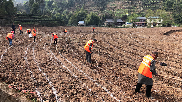 眉山洪雅县：以项目为推手 助茶产业跃上新台阶_fororder_工人们正在劳作-摄影-余静
