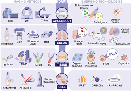 The Young Researcher of the Second Affiliated Hospital of Xi'an Jiaotong University Publishes the Finding of Imaging on Cell Stem Cell_fororder_图片2