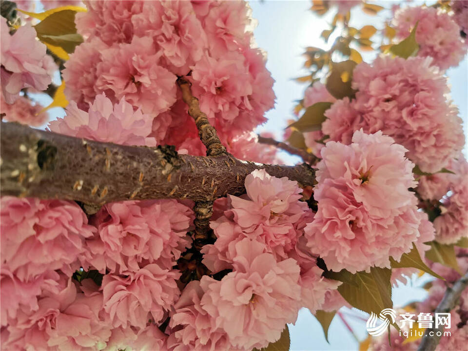 组图丨威海街头樱花烂漫 一组照片带你感受春日的美好