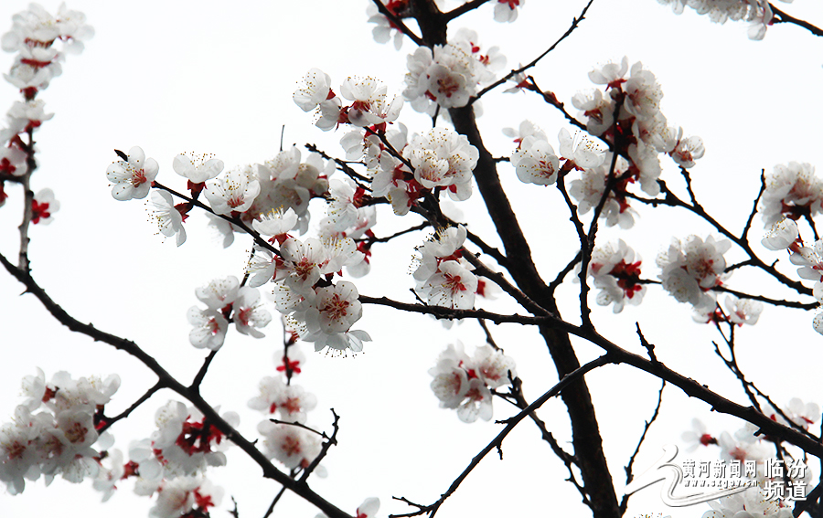 视觉临汾：桃花灼灼醉春风