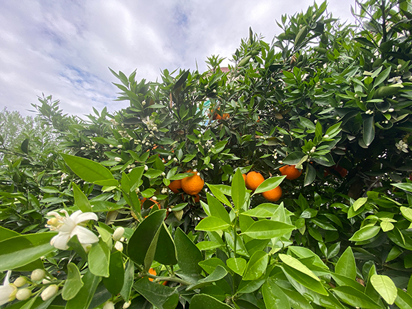 赏花品果两不误 成都金堂果园现“花果同树”景观_fororder_脐橙“花果同树”-供图-金堂县委宣传部