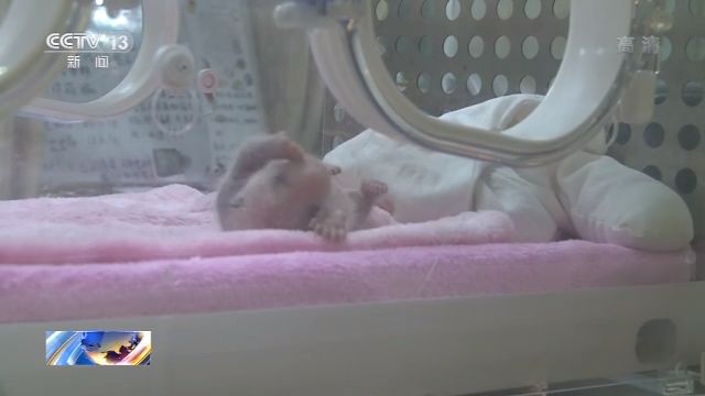 四川成都大熊猫基地开门迎客 双胞胎幼仔惹人爱