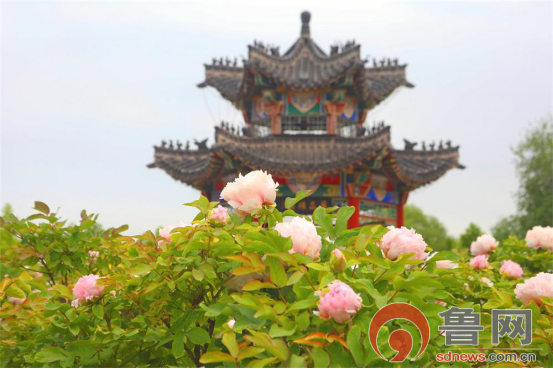 最美人间四月天，菏泽牡丹花海等你来