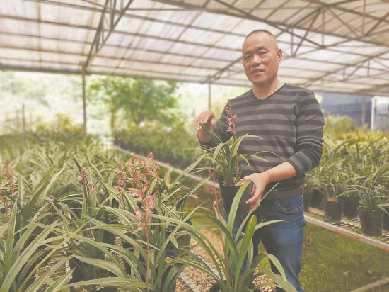 漳州南靖：兰花铺就两岸合作致富路