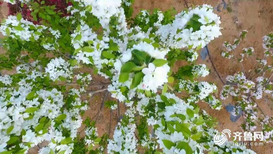 济南钢城正迎花开时 近千亩海棠花开映春光