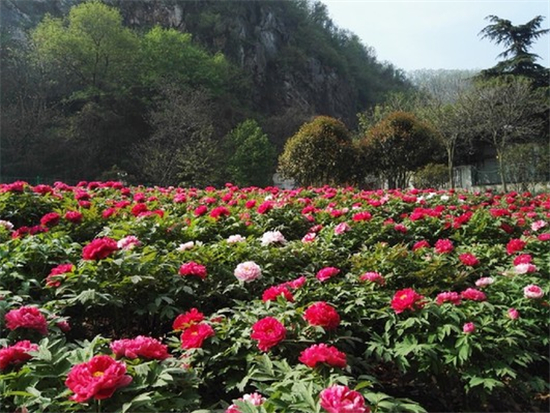 第九届幕燕牡丹（芍药）文化旅游季邀游客赴汉服之约_fororder_图片4