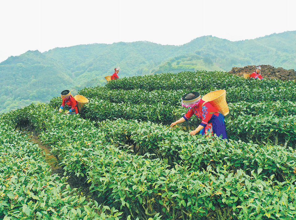 南平政和县：打造少数民族特色旅游村_fororder_微信图片_20210416095250