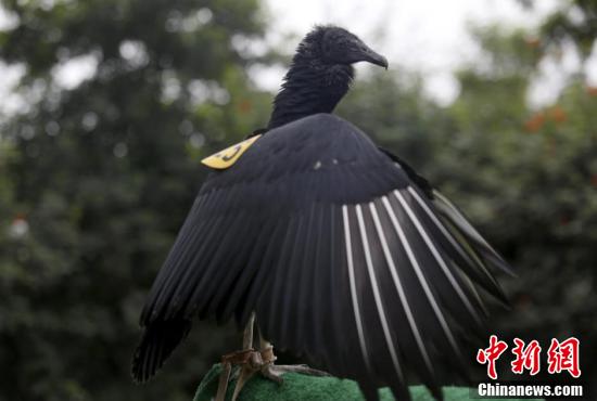 秘鲁训练秃鹫监视乱倒垃圾行为
