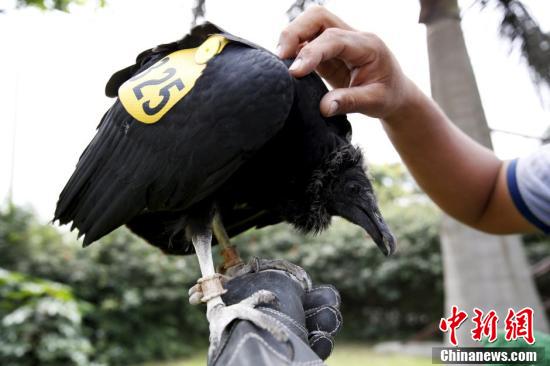 秘鲁训练秃鹫监视乱倒垃圾行为