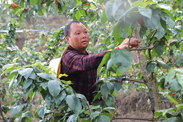 眉山丹棱“樱桃哥”陈学义：身残志坚 自学樱桃种植发家致富_fororder_陈安义正在果园里查看樱桃长势-摄影-程啸笑