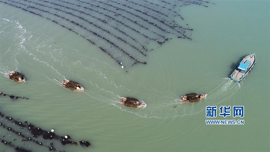 山东荣成：海带进入收获季