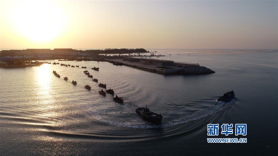 山东荣成：海带进入收获季