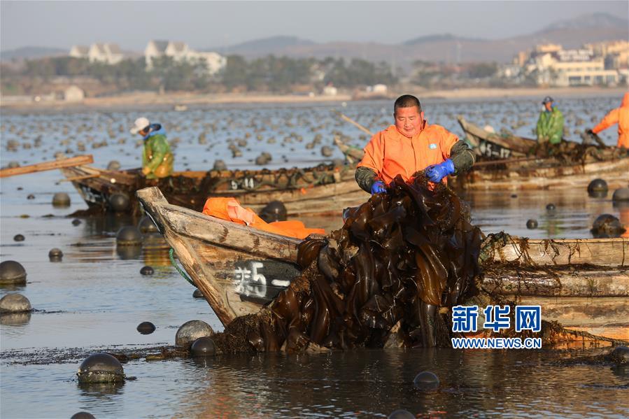 山东荣成：海带进入收获季