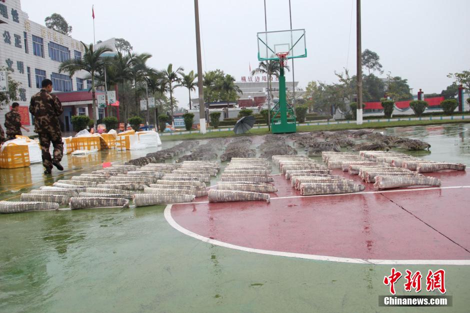 广西查获70条鳄鱼尸体 摆满操场