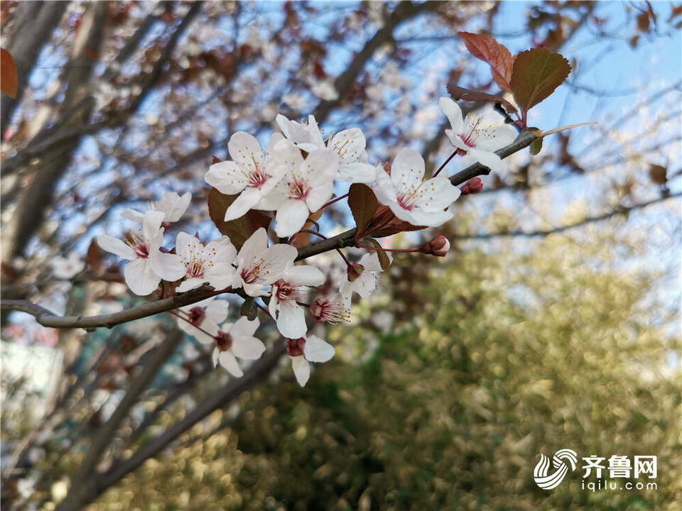 组图丨威海街头樱花烂漫 一组照片带你感受春日的美好