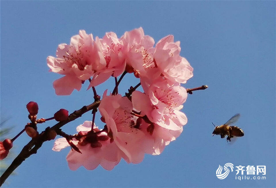 组图丨威海街头樱花烂漫 一组照片带你感受春日的美好