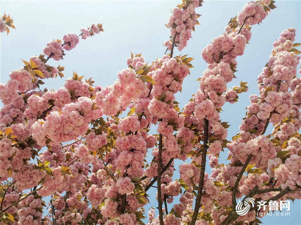 组图丨威海街头樱花烂漫 一组照片带你感受春日的美好