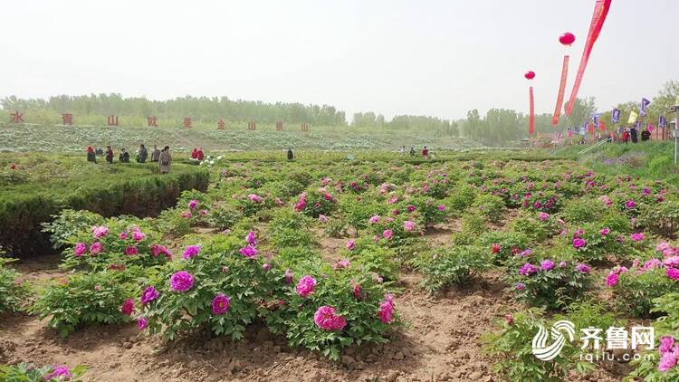 聊城东阿艾山牡丹开正艳 黄河沿岸一抹红