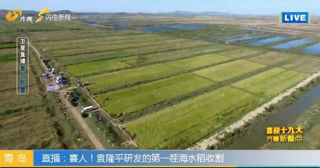 【科技-文字列表】（页面标题）海水稻未来在中国2.8亿亩盐碱地推广（内容页标题）袁隆平“海水稻”未来在中国2.8亿亩盐碱地推广