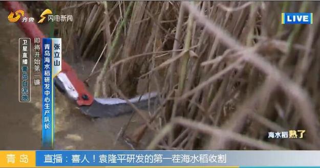 【科技-文字列表】（页面标题）海水稻未来在中国2.8亿亩盐碱地推广（内容页标题）袁隆平“海水稻”未来在中国2.8亿亩盐碱地推广