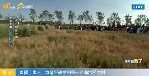 【科技-文字列表】（页面标题）海水稻未来在中国2.8亿亩盐碱地推广（内容页标题）袁隆平“海水稻”未来在中国2.8亿亩盐碱地推广