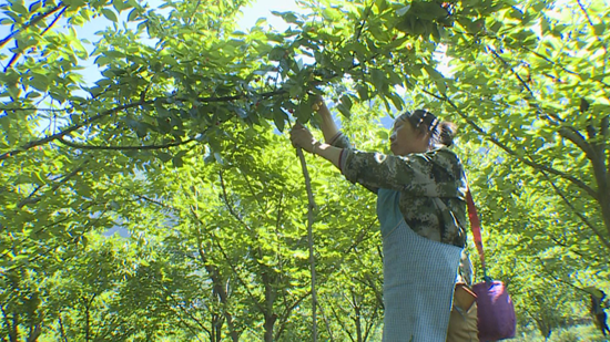 【OK】贵州省六盘水市六枝牂牁镇樱桃“抢鲜”上市