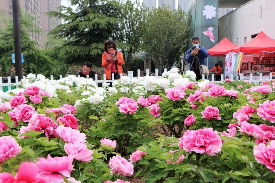 牡丹C位出道 山东菏泽的“花”样生活