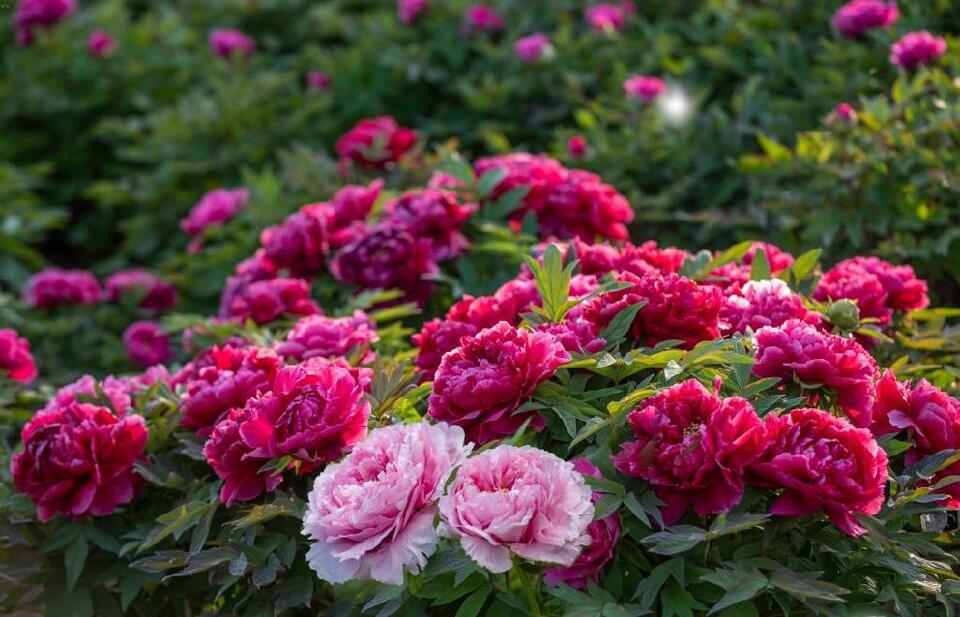 牡丹C位出道 山东菏泽的“花”样生活