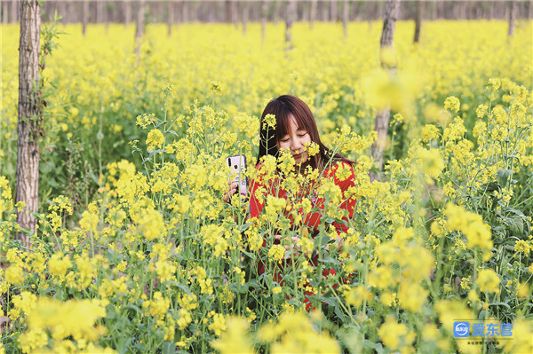 东营油菜花清新上线，带你秒进油画