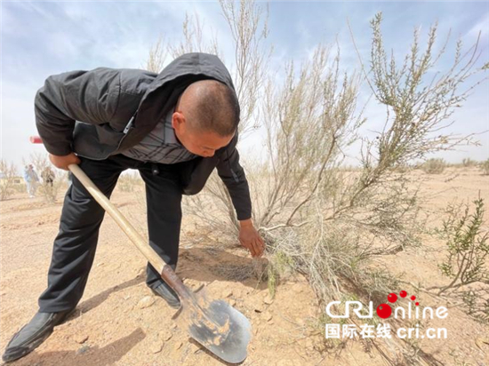 梭梭林镇住沙漠海 肉苁蓉开出幸福花_fororder_3