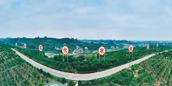 眉山青神县：提速释放“三大红利” 做实“两改”后半篇文章_fororder_青神县椪柑现代农业园区-摄影-夏雨婷