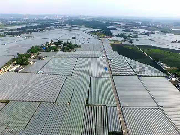 眉山彭山区：筑牢产业基础 让钱袋子更鼓_fororder_彭山观音万亩葡萄-摄影-温选鹏