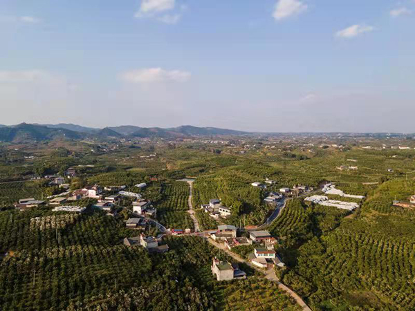 眉山彭山区：筑牢产业基础 让钱袋子更鼓_fororder_彭山黄丰柑橘一角-摄影-温选鹏