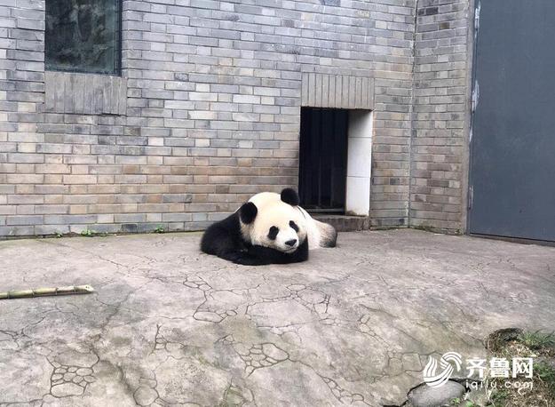 【焦点图-大图】【走遍山东-济南】国宝驾到！熊猫雅吉要来济南安家 萌图抢先看