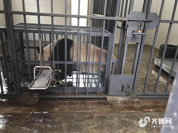 国宝驾到！熊猫雅吉要来济南安家 萌图抢先看