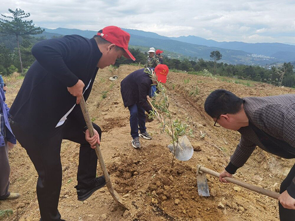 广元利州区林业局积极为群众办实事_fororder_种植油橄榄现场