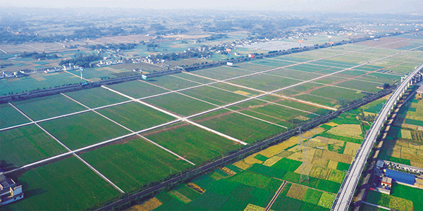 眉山东坡区：构建特色农业产业体系 带动农业现代化转型_fororder_高标准农田-供图-东坡区农业农村局