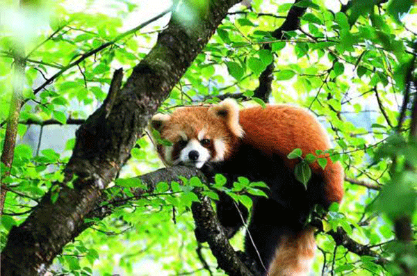 保护生物多样性 眉山洪雅绿色打底守护自然生态安全边界_fororder_瓦屋山小熊猫-摄影-汤开成