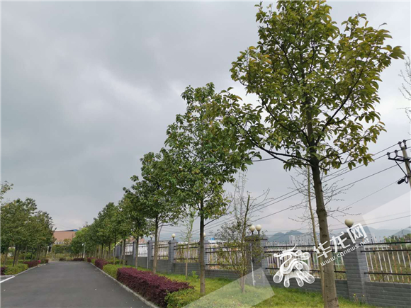 【滚动】【区县联动】重庆南川有座“川渝共建实验室”让“山珍”变成摇钱树