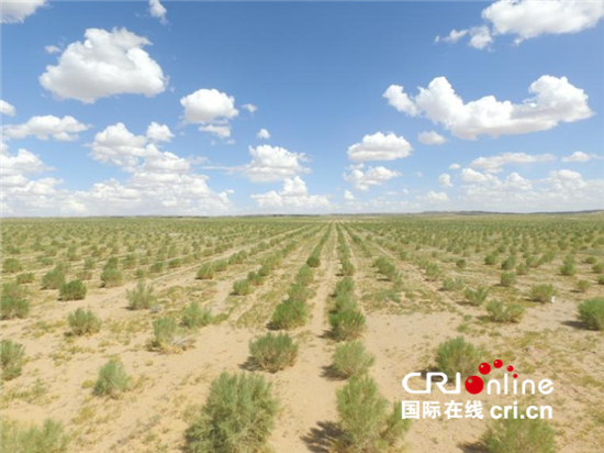 梭梭林镇住沙漠海 肉苁蓉开出幸福花_fororder_0
