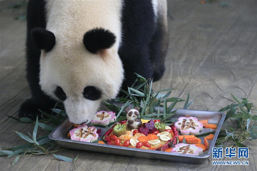 大熊猫吃月饼过中秋