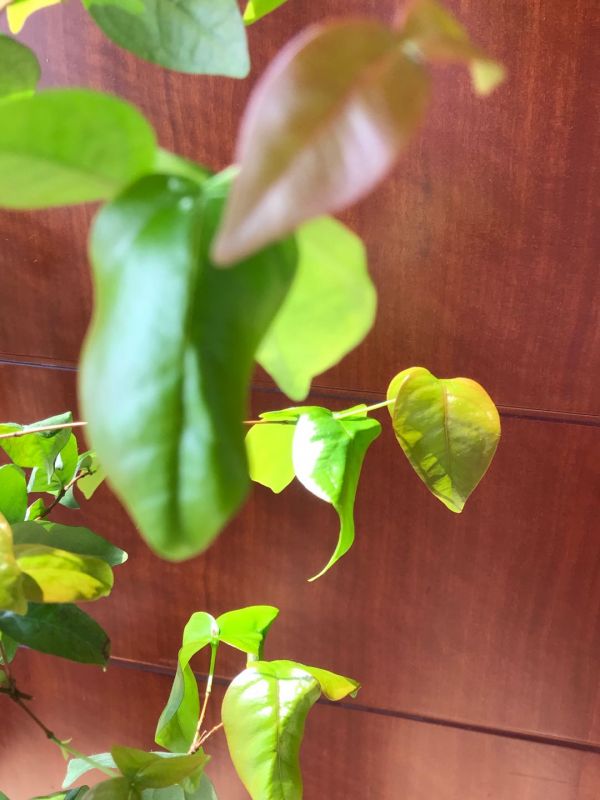 “晒春天”投稿者拍下家门口绽放的各种花朵