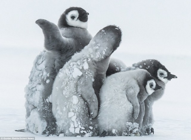 南极帝企鹅宝宝抵御暴风雪画面